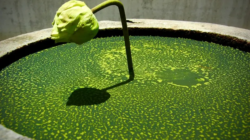 Yield Farming Explained